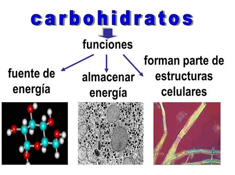 carbohidratos funcion - funcion del utero
